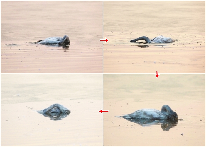 小天鹅不停撞击冰块,并将头埋入湖水下,最后一动不动,静止在湖面。