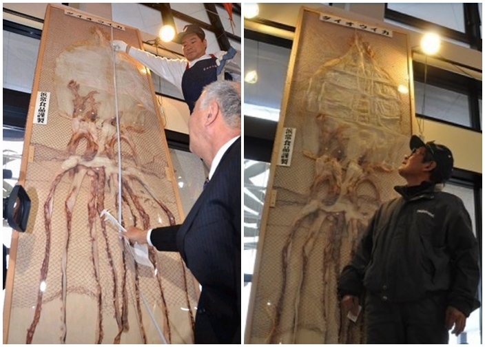 干鱿鱼在富山县射水市展出