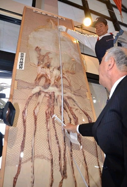 干鱿鱼足足4米长