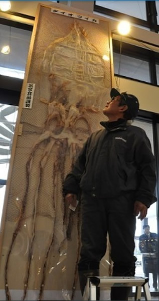 干鱿鱼竖起来比一名成年男子还高