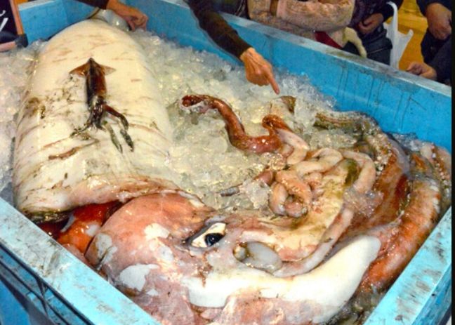 当日捕获巨型鱿鱼时,吸引大量市民围观。