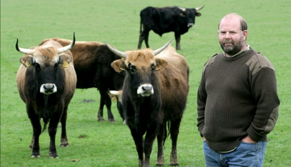 英国一名农夫引进的「纳粹牛」因为太过凶暴,而被制成香肠。