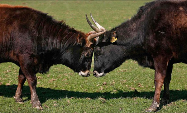 这种「纳粹牛」非常凶猛好斗。