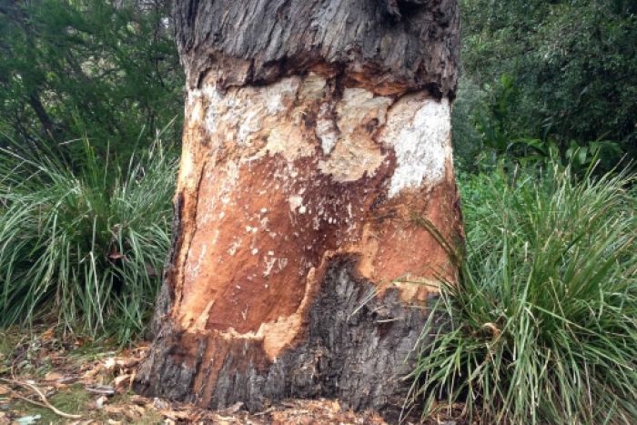 �����ұ������ΰ�Ƥ��������������Ե��