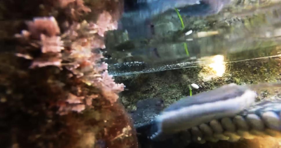 һֻ��������ˮ�������Ϊ����