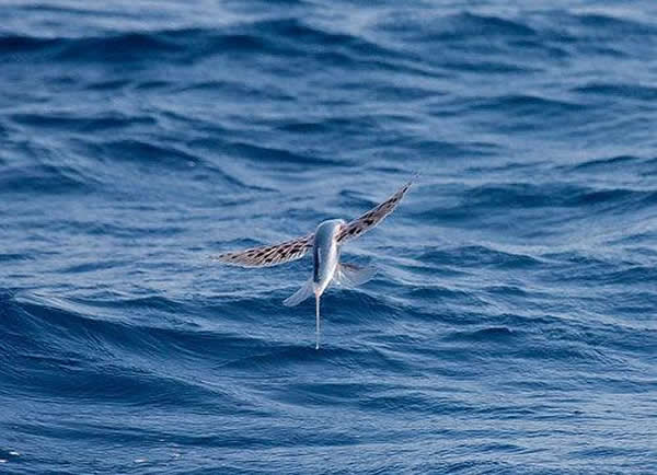 最古老的飞鱼物种化石帮助了解这类动物如何进化出滑翔能力