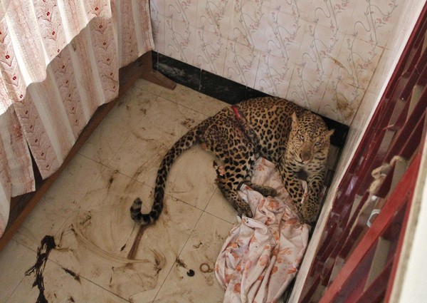 ӡ�ȹ��߹���������һֻ���˵����Ի���������լ