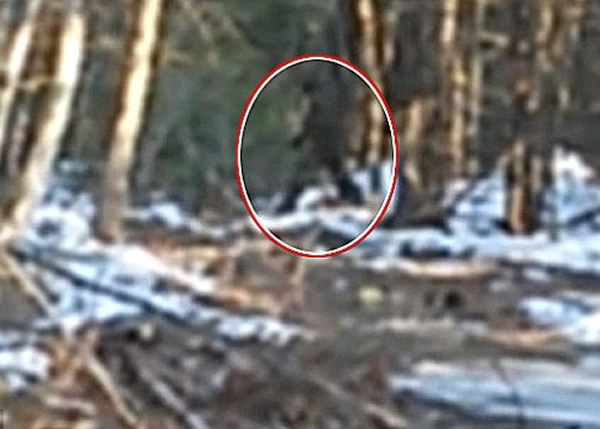从男童所拍摄的片段所见,疑似大脚怪的巨型生物(红圈示)在树林走过。