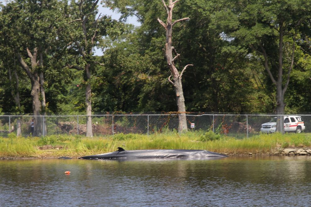 2014年8月21日早晨,一只年轻的母塞鲸被发现死在乞沙比克湾的支流依莉莎白河旁边的朱利安溪里。摄影:VIRGINIA AQUARIUM & MARIN