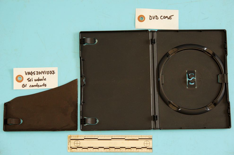 验尸结果显示,这只鲸鱼的胃里有一个DVD盒的碎片(图左),让它无法进食。这块漂浮的垃圾并未「妥善丢弃」,结果造成了本可避免的死亡,一位海洋生物学家说。摄影:VI