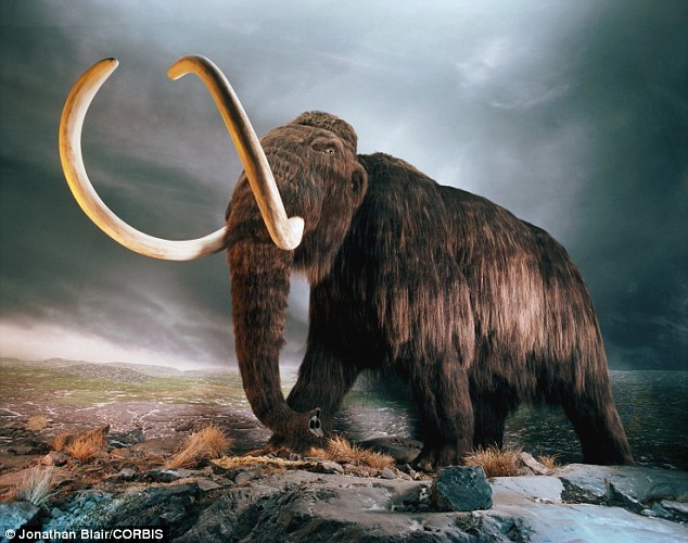 真猛犸象曾经在北美大陆、亚洲北部和欧洲都十分常见，但在大约一万年前的更新世末期都消失了。当时地球的气候出现了剧烈的变化。
