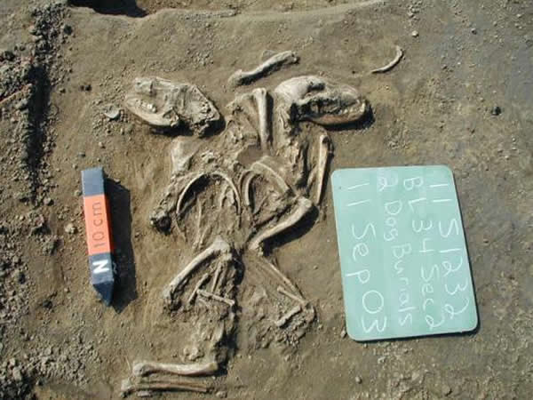 伊利诺伊州靠近圣路易斯的地方发现了被安葬的家狗,表明了该地区这个时候(660到1350年前)的人狗关系。图片来源:伊利诺伊州立考古勘探草原研究所。