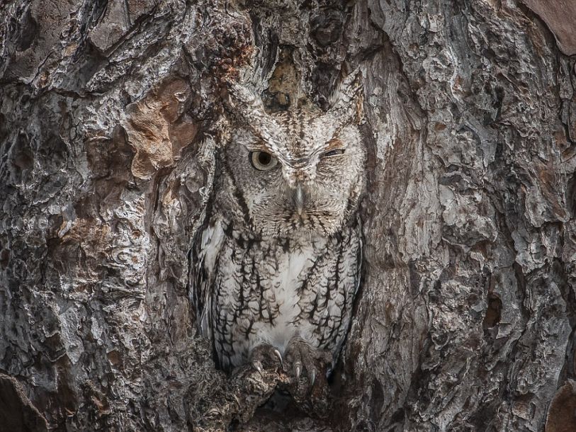 �������������èͷӥ������αװ