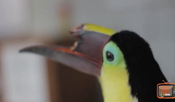 ��˹�����һֻ��������๱�С������������޷���ʳ