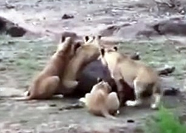 四头狮子对水牛进行围攻