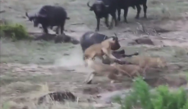 四头猛狮看见水牛孤单一个,于是兽性大发。