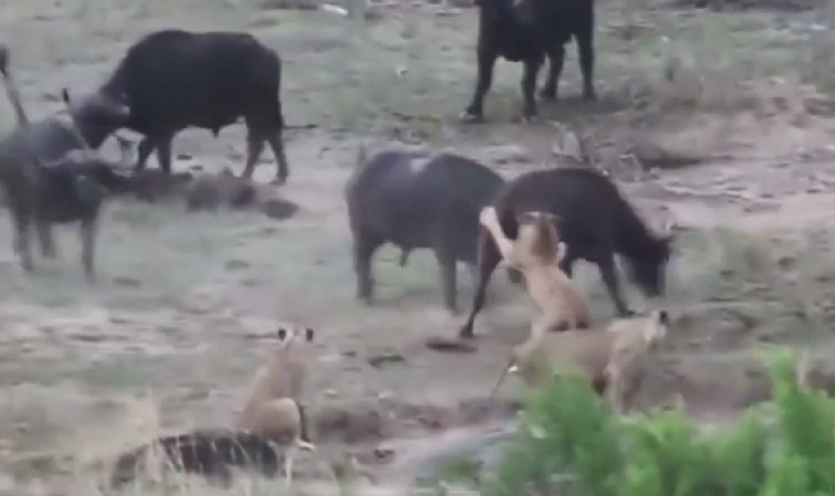 四头水牛见状马上前来相救