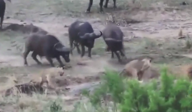 勇狮面对众多水牛夹击,只好无奈地逃之夭夭。