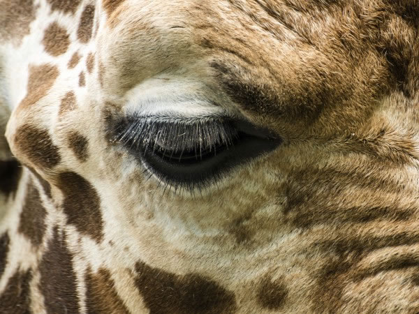 睫毛对于保持眼睛湿润与清洁非常重要