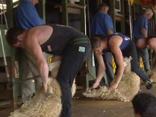 ������һ����8Сʱ��2910ֻ���ë�������¼