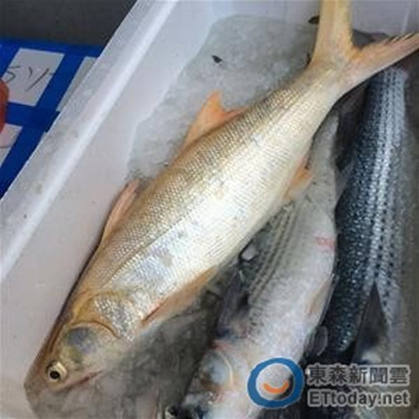 台湾渔民在云林外海捕获一尾约40公分长的黄化四指马鲅