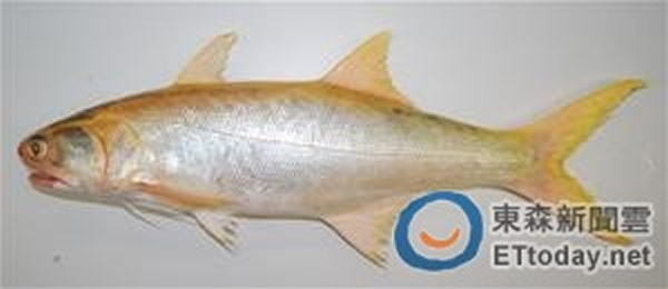 台湾渔民在云林外海捕获一尾约40公分长的黄化四指马鲅
