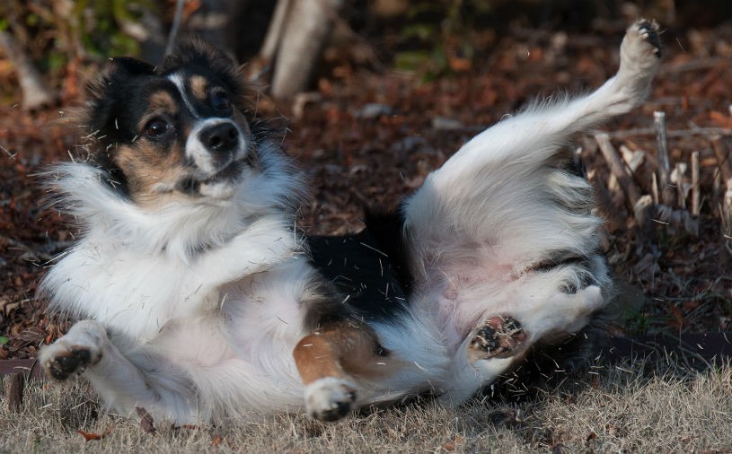 �о���ʾ�����ʵ������һ��ս�����Զ���Ͷ���ź�