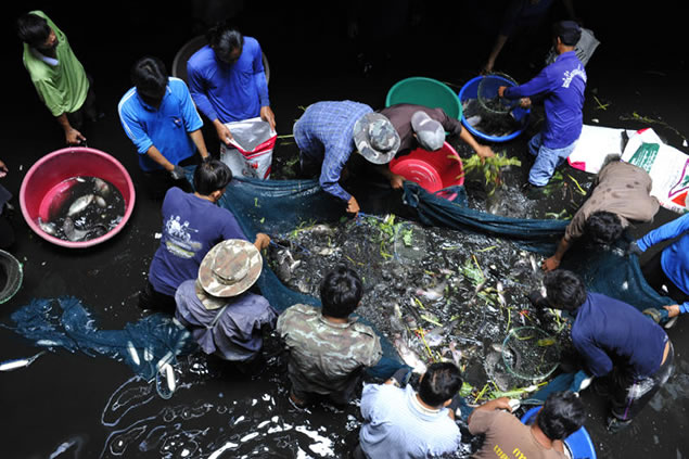 当局派人到场捕鱼