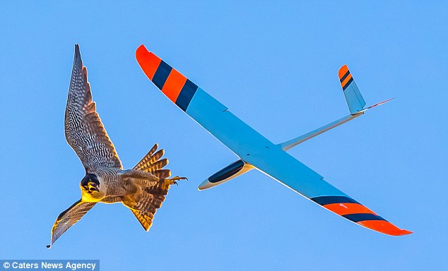 �������ݹ�԰һֻ��ӥ��ջ���2�����֡��л���