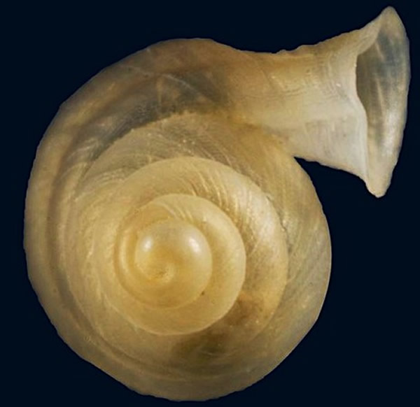 台湾垦丁社顶公园发现新品种蜗牛--垦丁高口蜗