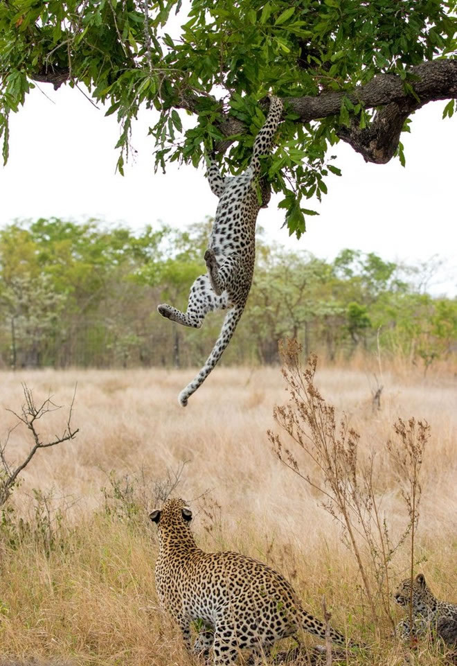 南非比金沙野生动物保护区小花豹脚滑挂树梢 母豹急跃3米救下来