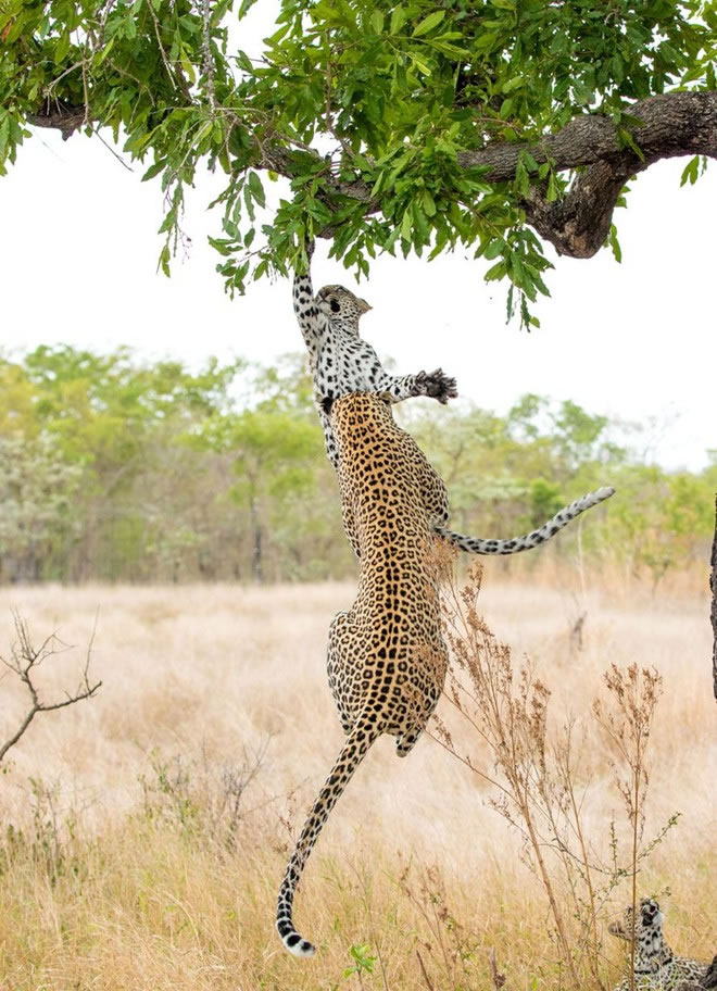 南非比金沙野生动物保护区小花豹脚滑挂树梢 母豹急跃3米救下来
