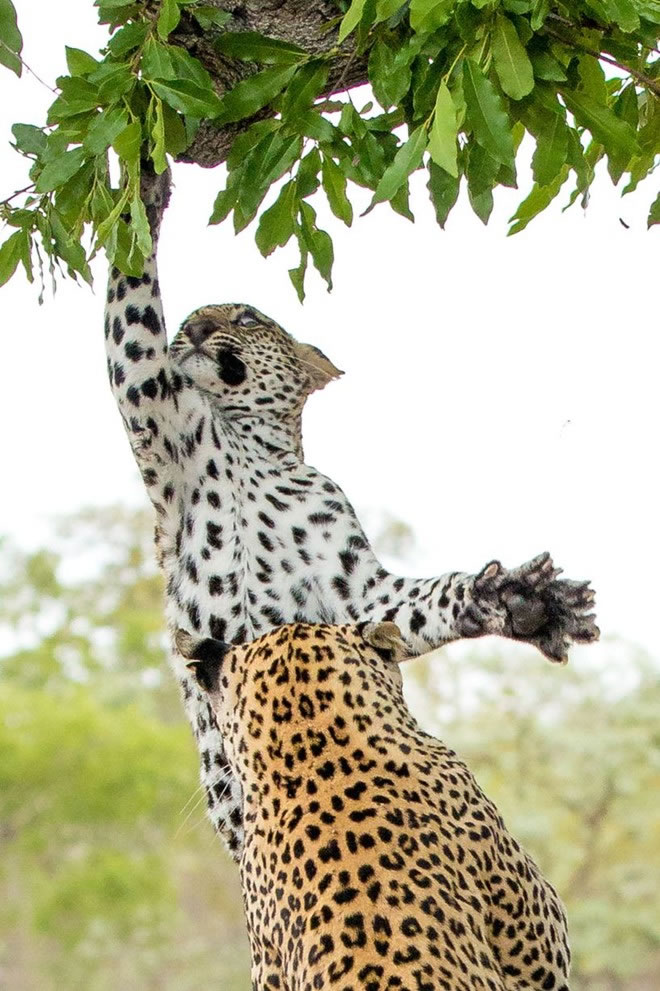 南非比金沙野生动物保护区小花豹脚滑挂树梢 母豹急跃3米救下来