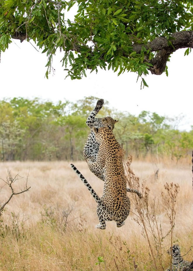 南非比金沙野生动物保护区小花豹脚滑挂树梢 母豹急跃3米救下来