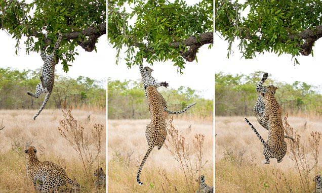 南非比金沙野生动物保护区小花豹脚滑挂树梢 母豹急跃3米救下来