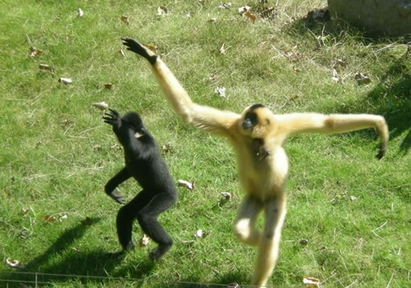 ����Գ��������ʱ�ᷢ�����س����ھ��ţ�����������һ�㡣