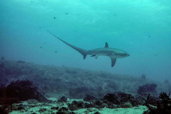 澳洲摄影师在菲律宾潜水时首度拍到一头长尾鲨正在生下鲨鱼宝宝