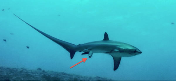 澳洲摄影师在菲律宾潜水时首度拍到一头长尾鲨正在生下鲨鱼宝宝