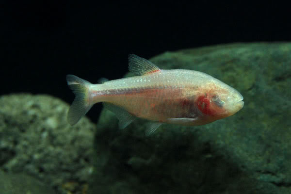 从盲眼洞穴鱼(blind cave fish)头部的管道密度来看,非常适于探测障碍物。