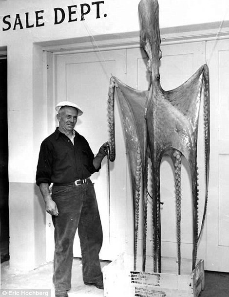 麦克莱恩表示:“几年前,我注意到人们一直说巨型鱿鱼的身长可达到约18米,这是一个令人吃惊的长度。当我对数据进行分析时,我发现这一估计与实际情况大相径庭。”实际测