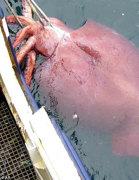 研究过程中,麦克莱恩等人与海洋中心和其他科学家联系,翻阅大量科学文献和搜寻相关数据,以确定论文中提到的动物的实际尺寸。收集整理这种数据还是第一次,旨在消除人们对