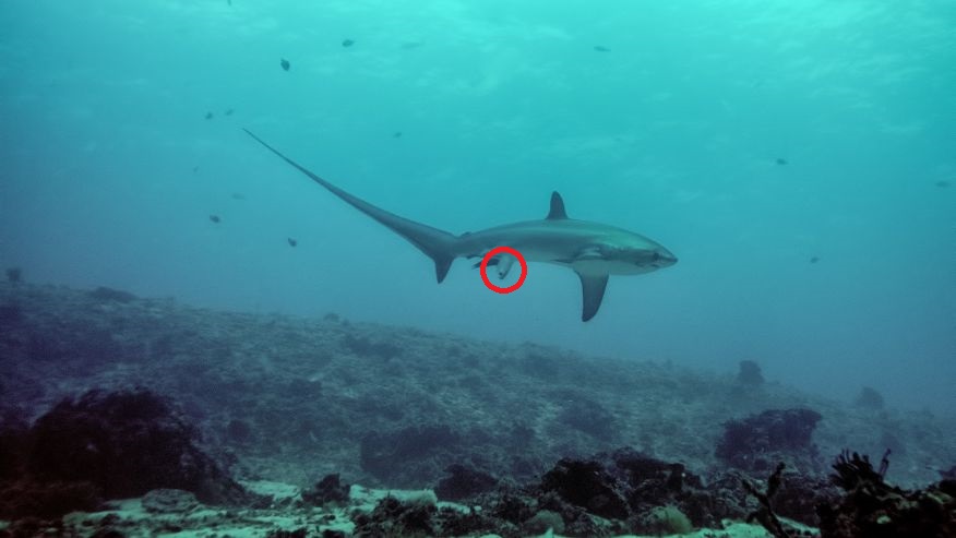 从照片中可见雌鲨当时正在分娩,一条小鲨(红圈)正从母体钻出来。