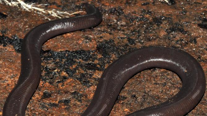 柬埔寨西南的豆蔻山脉森林区发现似蛇的无肢两栖动物新物种