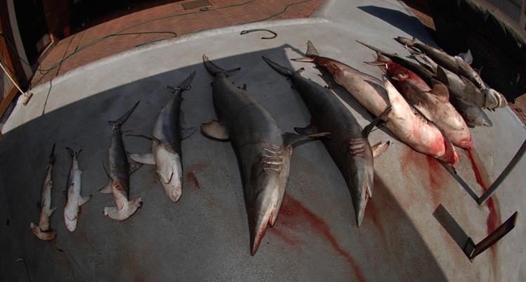 美国科学家最新研究报告称人类已对海洋造成显著破坏