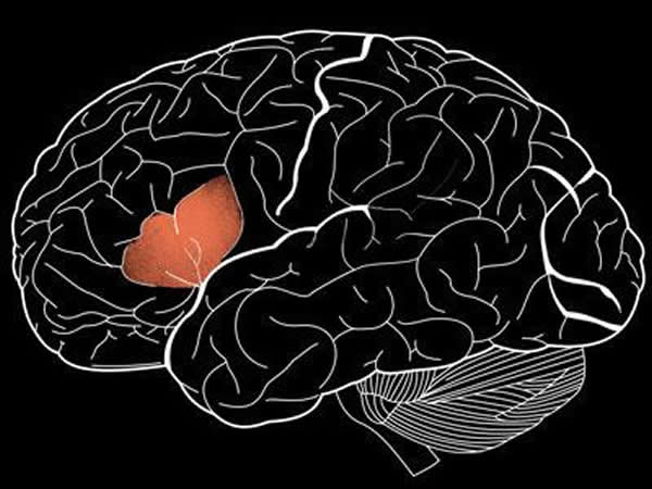 人类大脑中一种名为“颞不对称坑(STAP)”的脑沟是人类独有