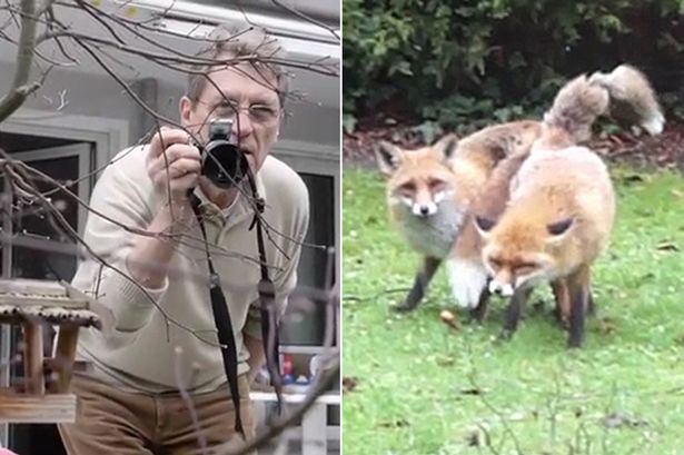 2只狐狸在后花园交配太久 德国男子报警