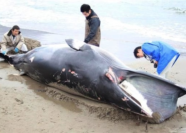 �ձ����ذ������ظ߱�����ɺ�������һ���뾨�ź�