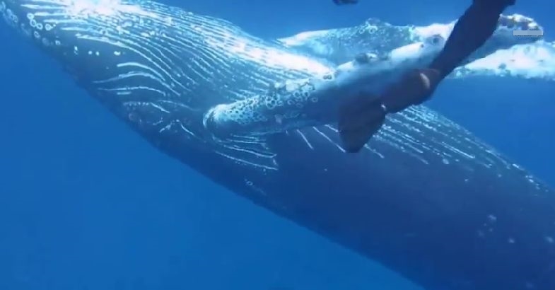 鲸鱼起舞，看得一旁的潜水员满心欢喜。