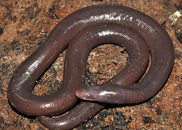 柬埔寨偏远雨林发现新品种两栖动物“豆蒄山鱼螈”