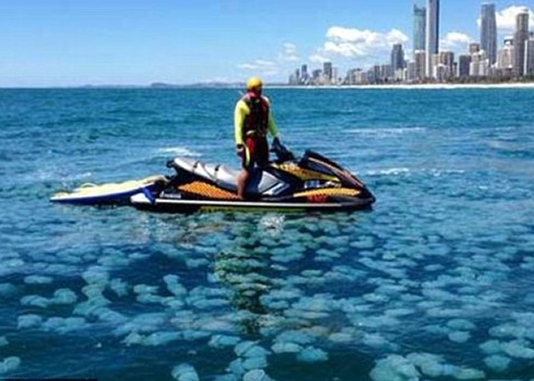 �ƽ𺣰�����һ��Ⱥ��ˮĸ